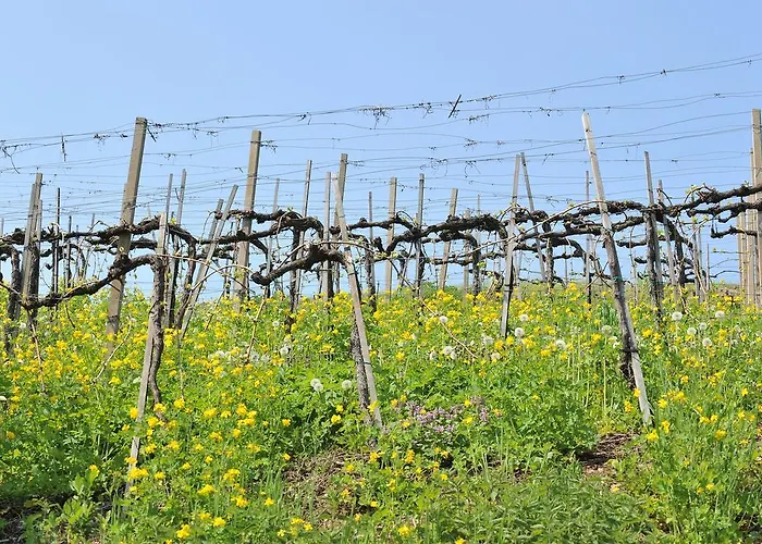 Проживание в семье Haring *